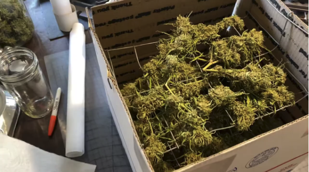 Cannabis suspended on strings in a box for the box drying method. 